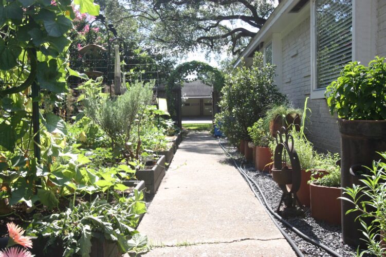 Best Vegetable Varieties for Container Gardening